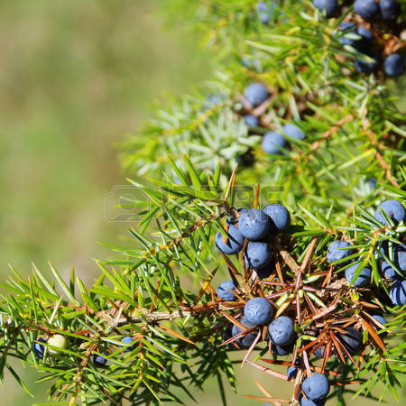 Juniper Berry Floral Absolutes Oils